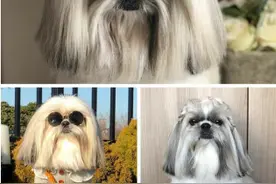 日本一西施犬因发型红遍网络 撞脸多名歌手图片