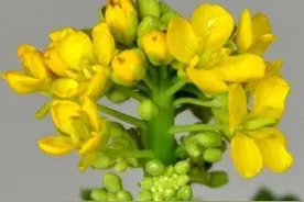 青未了｜白菜花图片