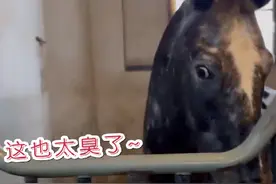 江苏一女子给马儿吃榴莲，有的马嘴咧成“赵四”，还有的用嘴“鼓掌”图片