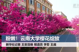 粉嫩！云南大学樱花绽放视频封面