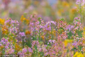 四川什邡：彩色油菜花开图片