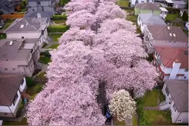 温哥华樱花盛放 温村秒变梦幻花海图片