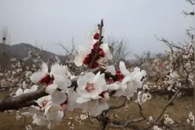 49秒｜又是一年杏花开！济南长清万亩杏花美景醉游人视频封面