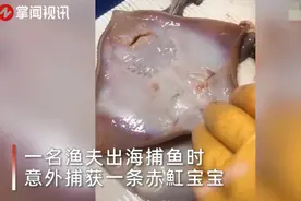 丹麦渔夫捕获赤魟宝宝！手一碰竟现神奇一幕，网友直呼太可爱了图片