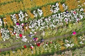 四川什邡：五彩油菜花绘出春天“调色板”图片