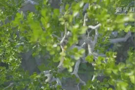 这可能是你见过最“凡尔赛”的植树节VLOG图片