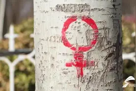 什么招？山东街头，杨树身上画上“男女”符号？图片