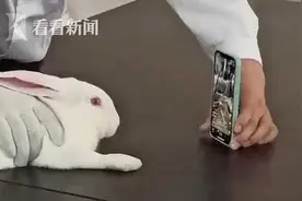 套路！医学生给兔子打针时放视频：转移注意力，打完它都没发现图片