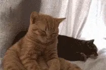 开车老犯困？吃吃喝喝睡睡……就好了图片