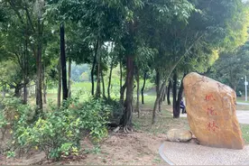 极速真探 | 莲花山公园的桃花林怎么越长越颓？市民希望其重获新生图片