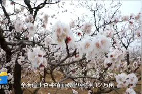 花开齐鲁｜杏花已盛开，长清融媒记者带你打卡万亩杏园视频封面