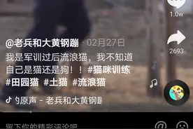 立定、爬钢架……退伍老兵将流浪田园猫训练成“特种猫”，网友：能当黑猫警长吗图片