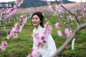 昭化：千亩桃花竞相开 迎风飞舞春意来图片