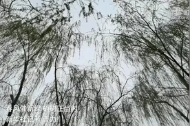 春风催新绿 植树正当时视频封面