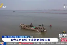 即墨千亩蛤蜊喜获丰收，个头匀称皮薄肉嫩，一斤卖5块还供不应求视频封面