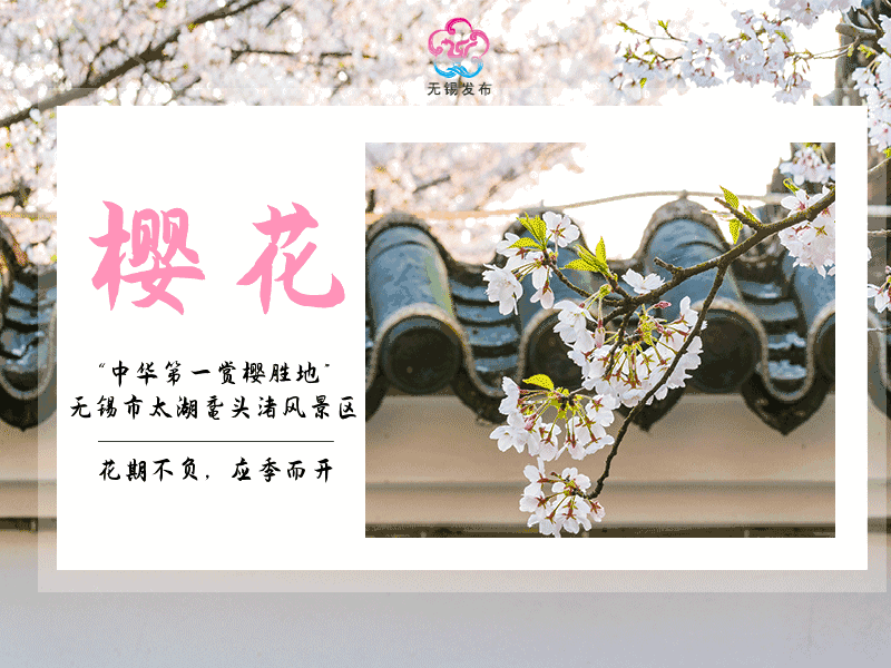 春风十里 “樱”你而美图片