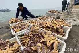 海星入侵渔民损失惨重 网友：能吃吗？好吃吗？怎么吃？图片