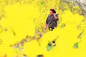 满城飞花，三门峡各地邀您共享“春宴”图片