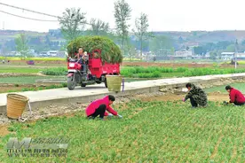 三台：麦冬收获季村民采收忙图片