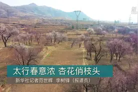 太行春意浓 杏花俏枝头视频封面