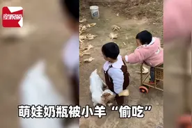 小羊有啥坏心思？萌娃奶瓶被小羊抢食，身后男孩急得“咿呀学语”图片