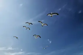 青未了｜老雁图片