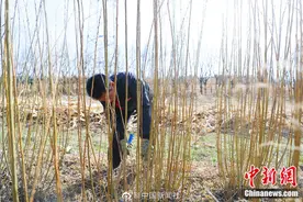 直击现场！看黄土塬上手艺人如何将柳条变簸箕图片