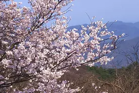 美！随州大洪山的野樱花开了视频封面
