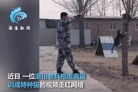 退伍老兵回应把流浪猫训成特种猫 抱猫传授训练秘籍图片