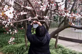@上海市民，10万余株树木等你来认养，手机可看你认养的树图片