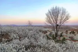 河南南阳：闻香赏花 莫负春光图片