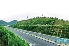 广东云茂高速添新绿图片