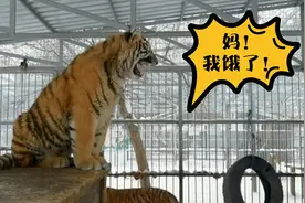 俄罗斯“小老虎”向妈妈撒娇 竟然发出这样的声音视频封面