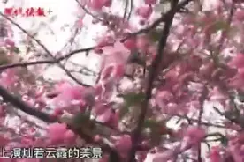 南京莫愁湖海棠花盛开，共赴一场花会图片
