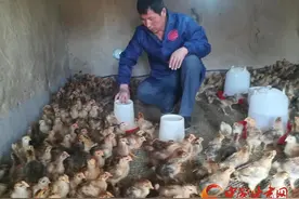 敦煌黄渠镇：“金鸡”铺就致富路图片