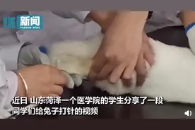 医学生给兔子打针 按住兔头给它看视频分散注意力 网友：夺笋呐图片