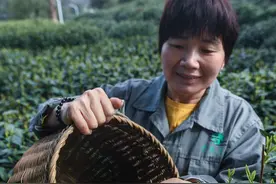 城事｜来！请喝春天第一杯龙井：西湖龙井今日正式开采图片