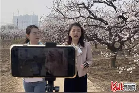 河北巨鹿：万亩杏花“云上”开图片