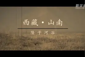 种沙棘的人视频封面