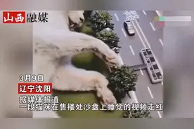 肥猫售楼处沙盘上侧卧酣睡！左扭右摆压倒路牌，小姐姐抱怨让人笑喷图片