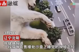 肥猫售楼处沙盘上侧卧酣睡！左扭右摆压倒路牌，小姐姐抱怨让人笑喷图片