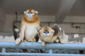 商丘警方七年前解救的金丝猴如今怎么样了？图片