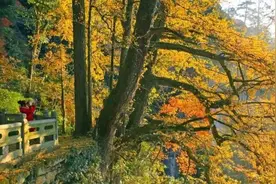 杭州这些树绝了：年纪最大12000岁，最珍稀的全球仅存5棵图片