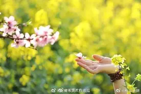 无锡阳山三万余亩桃花即将盛放 盛花期在3月16日-3月26日图片