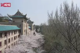 武汉大学樱花绽放 树下人潮涌视频封面