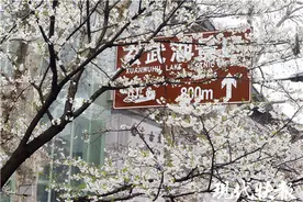 鸡鸣寺樱花进入盛花期，南京警方将实行分级管控图片