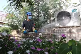 鸟语花香！中国蓝盔在沙漠中种出“绿洲”图片