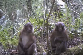 看，西藏这些珍稀野生动物“露脸”啦图片