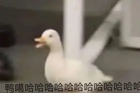 猕猴现身居民区“散步”！网友：深圳“野生动物图鉴”又添一员图片