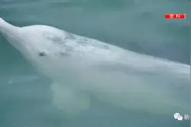 广西一市区水域惊现中华白海豚！游弋江中惊艳众人图片